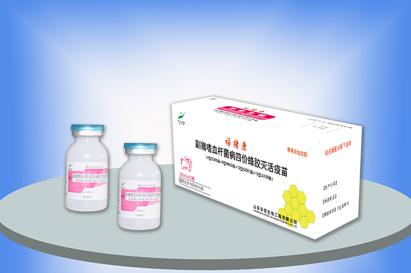 副豬嗜血桿菌病四價(jià)蜂膠滅活疫苗(4型SD02株+5型HN02株+12型GZ01株+13型JX03株)